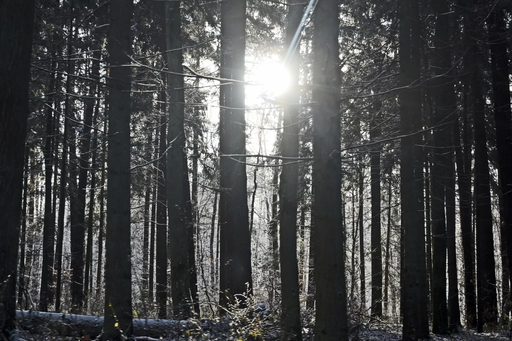 TSUE skupi się na polskiej gospodarce leśnej