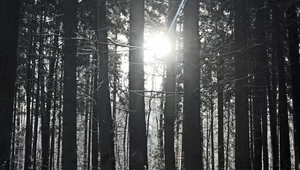 TSUE skupi się na polskiej gospodarce leśnej