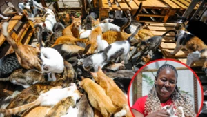 Ma w domu aż 500 kotów! Zamieniła swój dom w schronisko dla zwierząt
