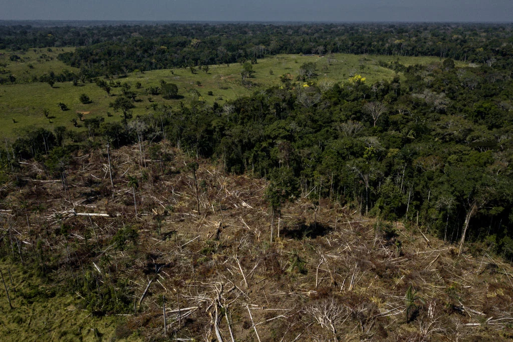 Wylesianie Amazonii