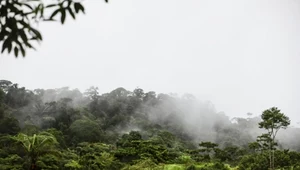 Amazonia w niebezpieczeństwie. Nadchodzące El Niño może wysuszyć dżunglę