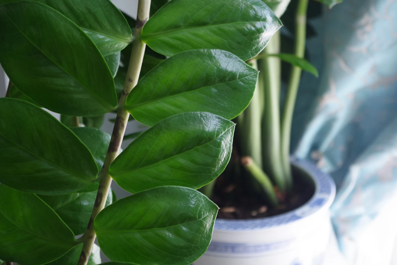 Ciesz się widokiem błyszczących liści