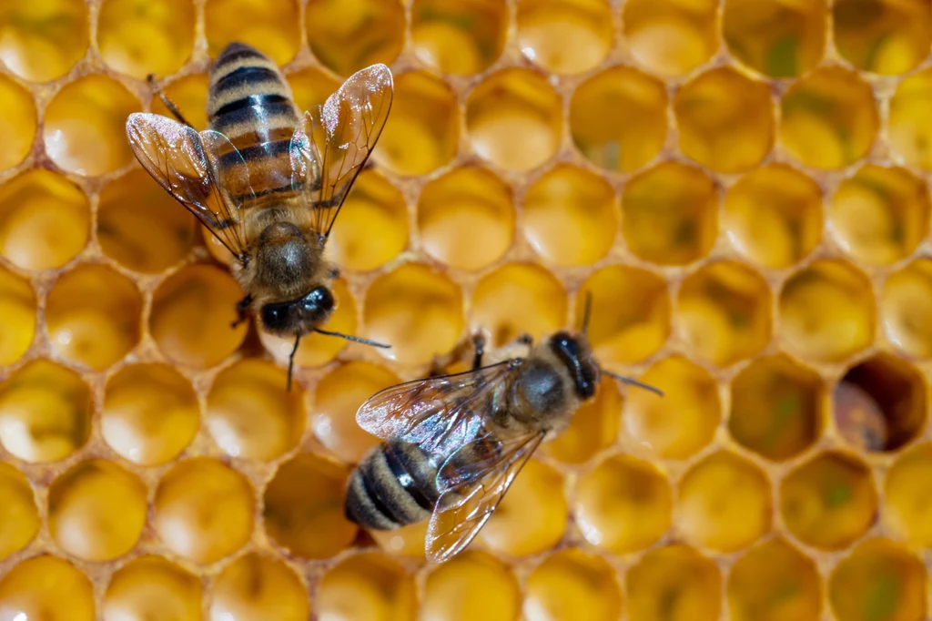 Austria chce redukować ilość pszczół o ciemnym ubarwieniu