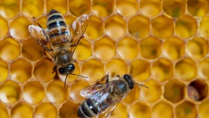 Jaki jest właściwy kolor pszczół? Pszczeli rasizm w Austrii