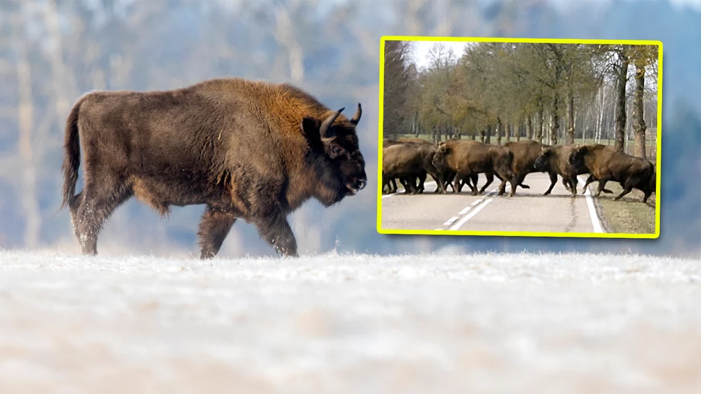 Przez drogę na Podlasiu przeszło stado żubrów