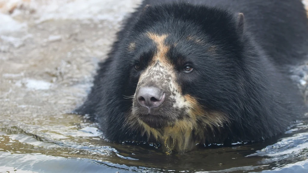Ben już drugi raz wymknął się opiekunom z ogrodu zoologicznego Ben już drugi raz wymknął się opiekunom z ogrodu zoologicznego