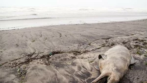 Martwy delfin wyrzucony na brzeg Bałtyku. Naukowcy ustalają, co się stało