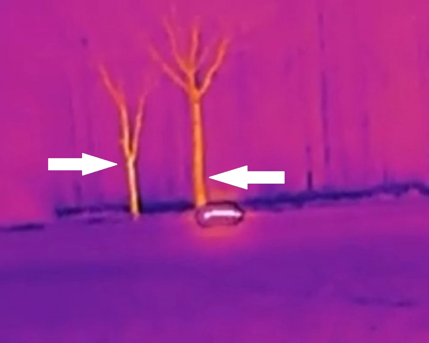 Drzewa obok UFO są oświetlone "ciepłem obiektu" (zaznaczone miejsca strzałkami) / zdjęcie: Fundacja Nautilus Drzewa obok UFO są oświetlone "ciepłem obiektu" (zaznaczone miejsca strzałkami) / zdjęcie: Fundacja Nautilus