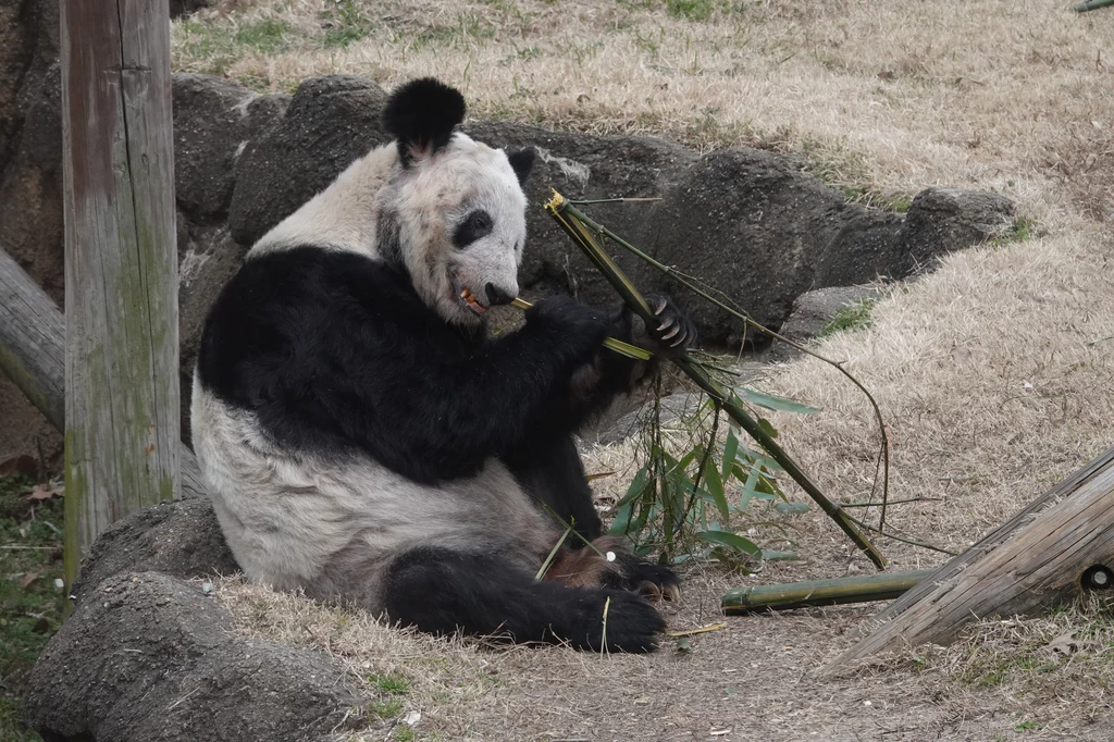 Chińczycy twierdzą, że panda Ya Ya jest źle traktowana przez Amerykanów Chińczycy twierdzą, że panda Ya Ya jest źle traktowana przez Amerykanów