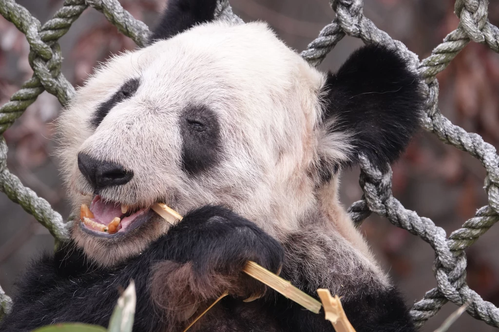 Panda Ya Ya Panda Ya Ya