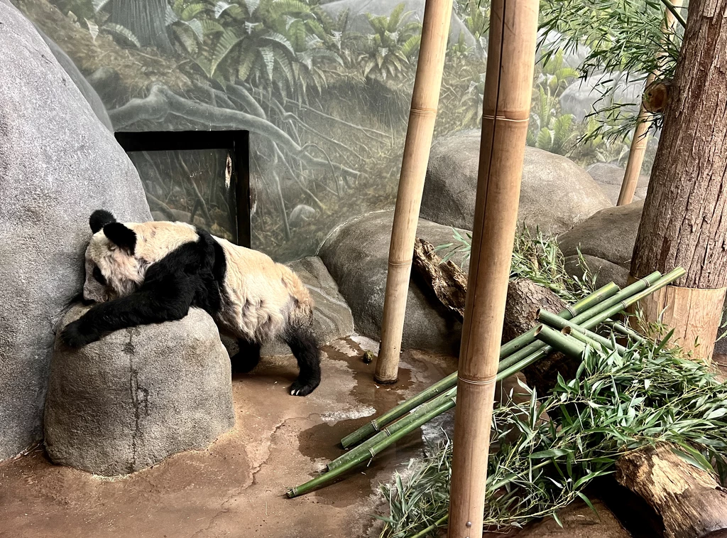 Zoo w Memphis przekonuje, że panda Ya Ya jest zdrowa Zoo w Memphis przekonuje, że panda Ya Ya jest zdrowa
