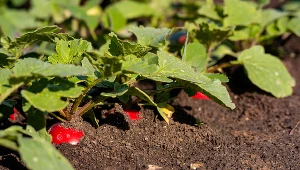 Bezpiecznym czasem na sadzenie wielu nowalijek do gruntu jest druga połowa marca