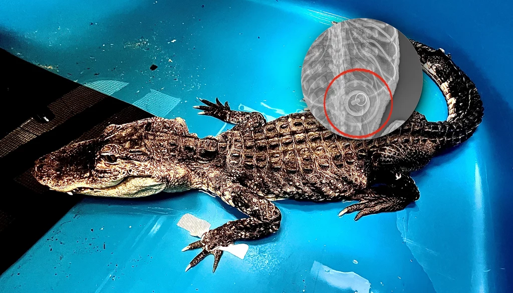 Prześwietlenie, które zrobiono aligatorowi znalezionemu w Nowym Jorku wykazało, że samica miała w żołądku korek od wanny