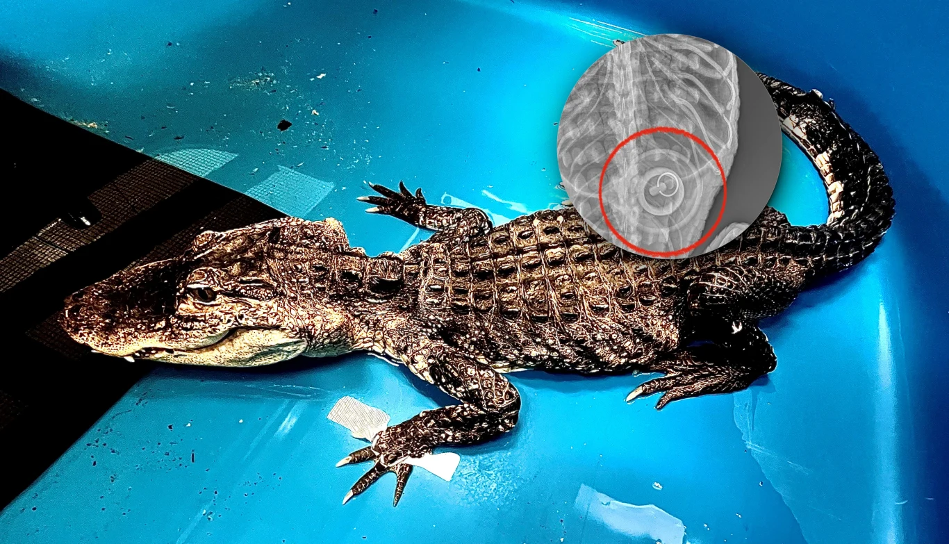 Prześwietlenie, które zrobiono aligatorowi znalezionemu w Nowym Jorku wykazało, że samica miała w żołądku korek od wanny Prześwietlenie, które zrobiono aligatorowi znalezionemu w Nowym Jorku wykazało, że samica miała w żołądku korek od wanny