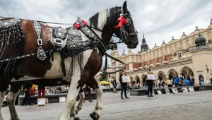 Kolejny motoryzacyjny gigant wybrał Polskę. Teraz szuka pracowników