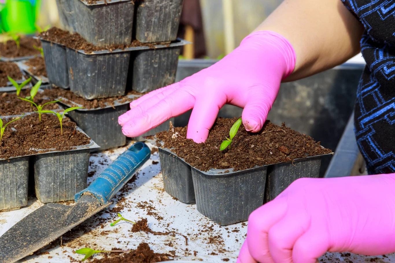 To dobry okres na przygotowanie rozsadów