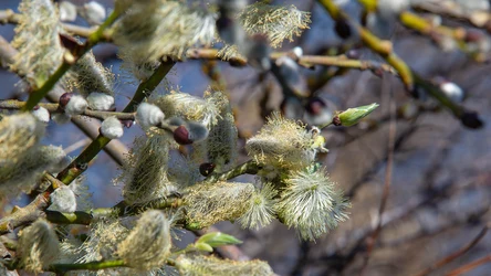 Nasi przodkowie wierzyli, że bazie, czyli puszyste kwiatostany wierzby, mają wyjątkową moc ochronną
