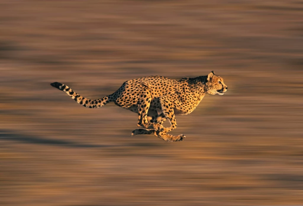 Gepardy azjatyckie są w stanie biec z prędkością 120 km/h.