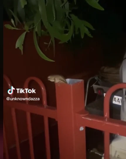 Żaba zamieszkiwała jeden z słupek ogrodzenia