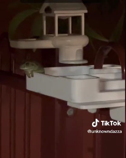 Domek dla żaby z basenem