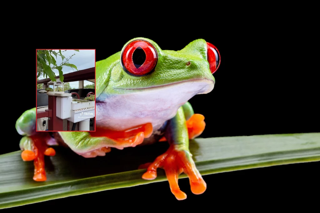Apartament dla żab posiada basen, ogród, oczko wodne oraz stację do przyciągania owadów