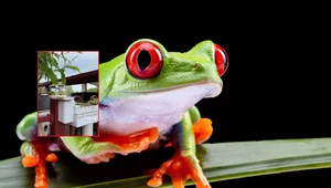 Stworzył apartament z basenem dla żab. Mają lepsze warunki niż ludzie