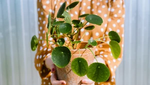 Nie wyrzucaj po zjedzeniu. Wlej do doniczki z pieniążkiem, a zacznie rosnąć dwa razy szybciej