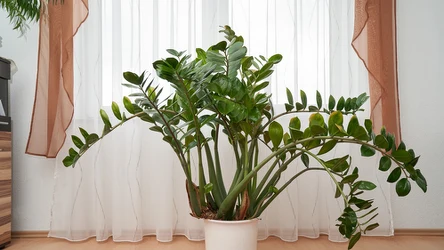 Zamiokulkas zamiolistny to niezbyt wymagająca roślina doniczkowa. Musimy jednak uważać na pewien błąd