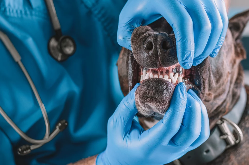 Do skandalicznej sytuacji doszło w Otwocku. Mężczyzna zażądał od lekarz weterynarii, aby ta uśpiła jego psa. Gdy odmówiła, rzucił się na nią z pięściami, a do ataku dołączył także pies (zdj. ilustracyjne)