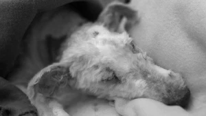 Muniek musiał zostać uśpiony