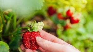 Truskawki będą pyszne i dorodne, gdy w ich sąsiedztwie posadzisz czosnek.