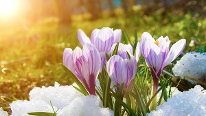 Krokusy to prawdziwy symbol wiosny, występują w wielu odmianach o przeróżnych kolorach.