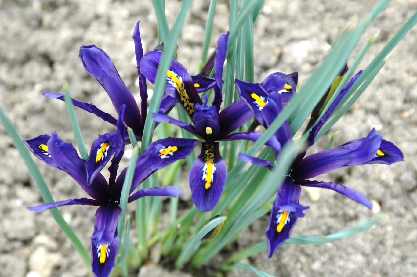 Irysy mogą przybierać przeróżne barwy. Na zdjęciu irys żyłkowany w odmianie George.