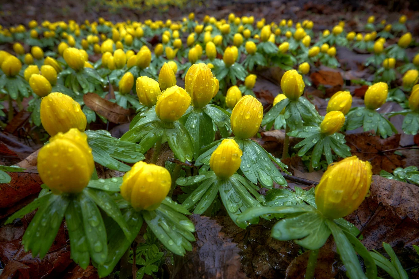 Ranniki zimowe mają złotą barwę. Na zdjęciu kwiaty przed pełnym rozłożeniem. Potrafią kwitnąć nawet przed przebiśniegami!