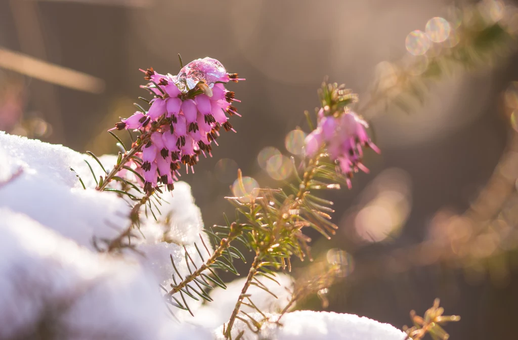 Wrzosiec zimowy i kwiatostany wyrastające wprost ze śniegu.
