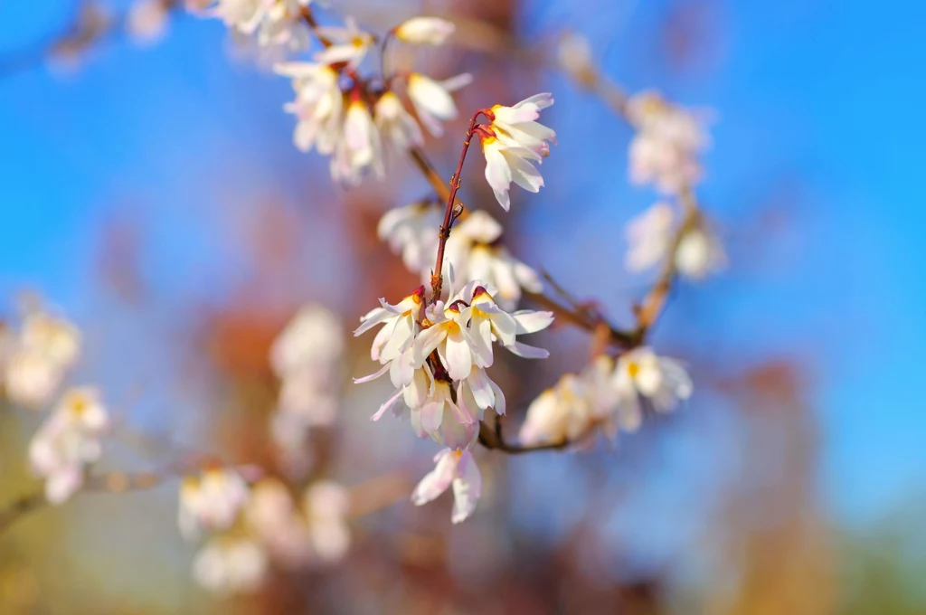 Delikatne białe kwiaty abeliofylum koreańskiego.