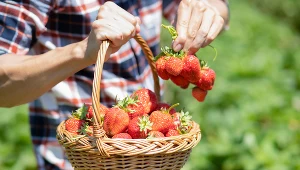 Twoje truskawki są małe i niezbyt soczyste? Winny jest ten popularny błąd
