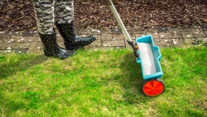 Jak załatać i uzupełnić dziury w trawniku? Niezawodny sposób