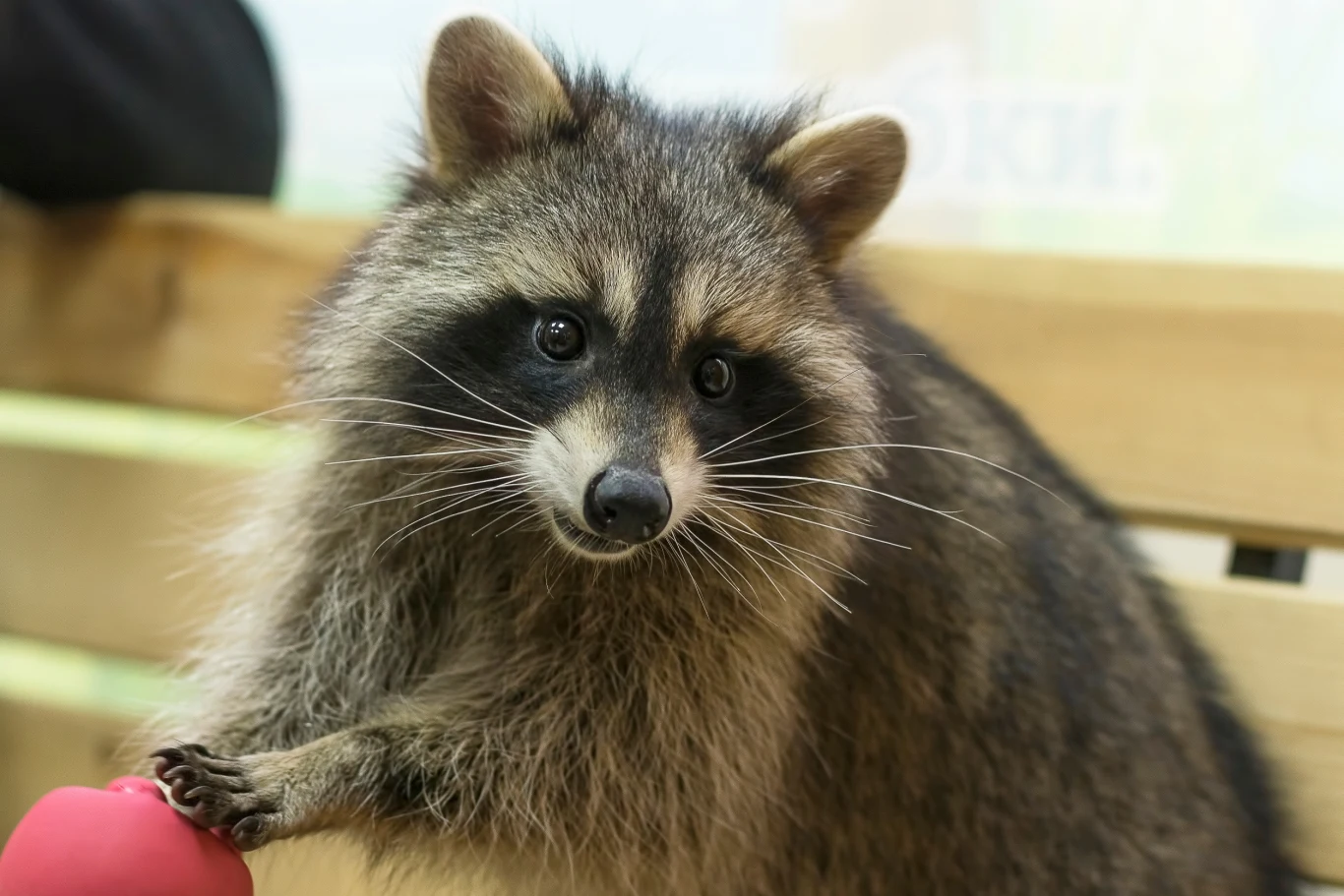 Szopy są nie tylko ufne i ciekawskie, ale także łatwe do utrzymania w niewoli, co sprawia, że od wieków są mocno eksploatowane przez człowieka Szopy są nie tylko ufne i ciekawskie, ale także łatwe do utrzymania w niewoli, co sprawia, że od wieków są mocno eksploatowane przez człowieka