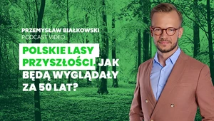 Lasy w Polsce się zmieniają, bo zmienia się klimat. Jak będą wyglądały za 50 lat?