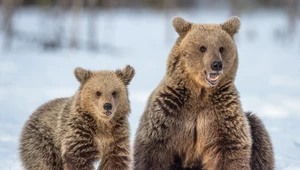 Atak niedźwiedzia na kobietę w Bieszczadach. Poszkodowana jest w szpitalu