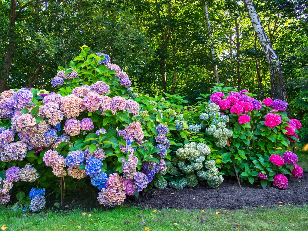 Hortensje to jedne z najpiękniejszych roślin ogrodowych