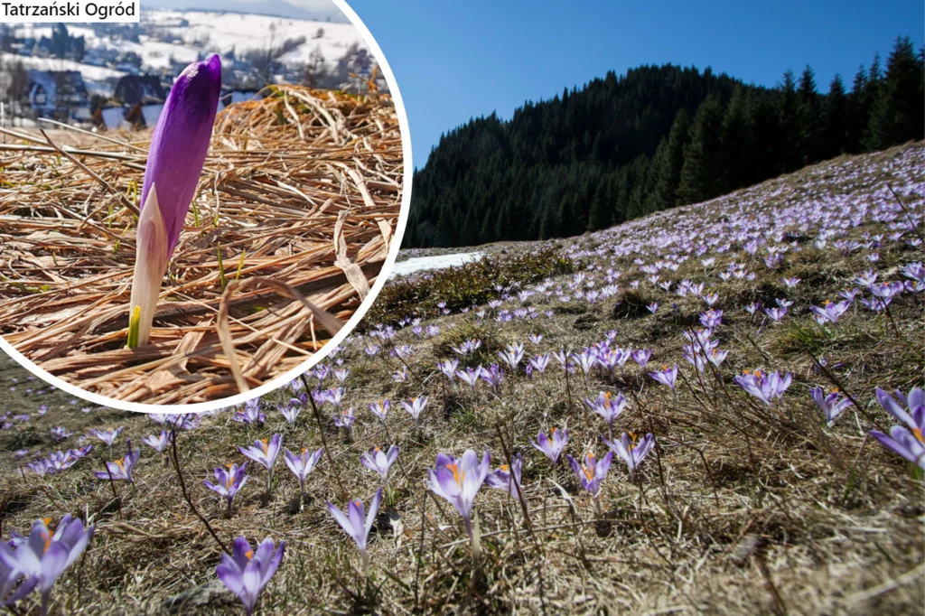 Co roku w Tatrach pojawiają się miliony krokusów