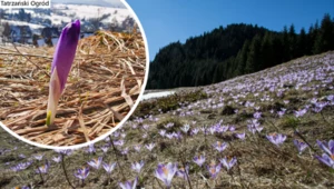 W Tatrach pojawił się pierwszy krokus. Fioletowe dywany co roku zdobią tatrzański krajobraz