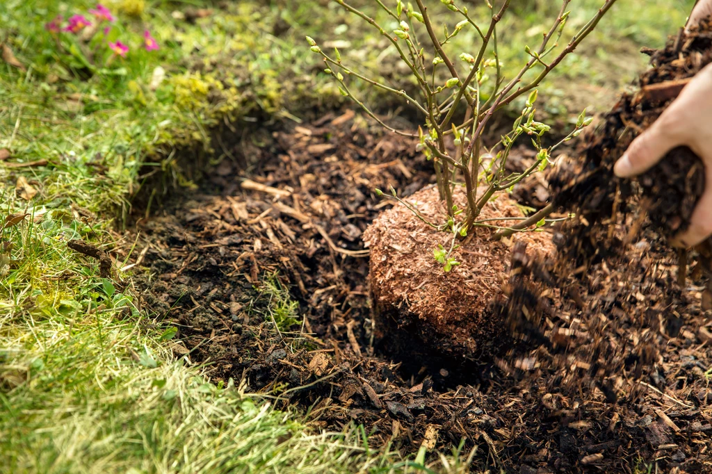 Borówka amerykańska uwielbia mieć kwaśną glebę. W niej rośnie najlepiej