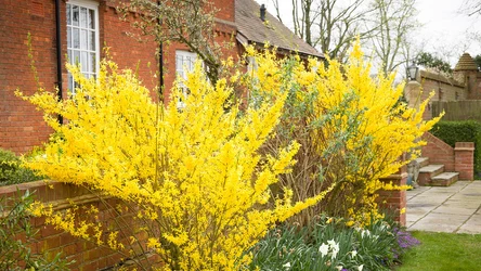 Forsycja to popularna roślina uprawna. Jedna z jej odmian kwitnie już na początku marca. 