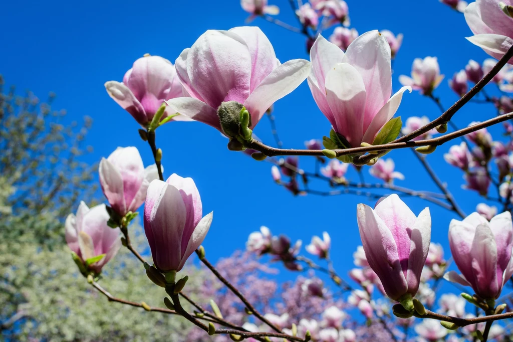 Magnolia to jedna z najpiękniejszych roślin na soliter w ogrodzie