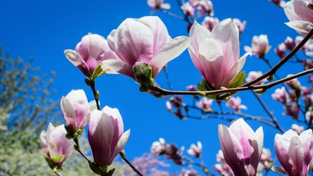 Kiedy należy ciąć magnolię?