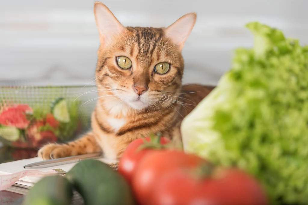 Czy kot może jeść wegańsko?