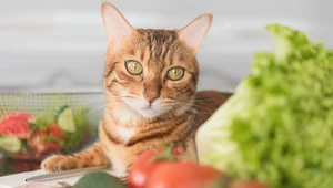 Jaś Kapela: koty mogą jeść wegańsko. W Internecie zawrzało. Prawda czy mit? 